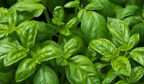 Fresh growing organic basil in horizontal format