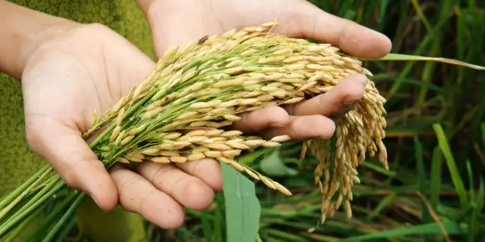 Food Security